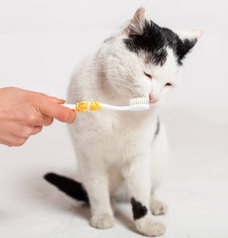 black-and-white-cat-with-yellow-eyes-is-brushing-t-2023-11-27-05-32-28-utc (1)