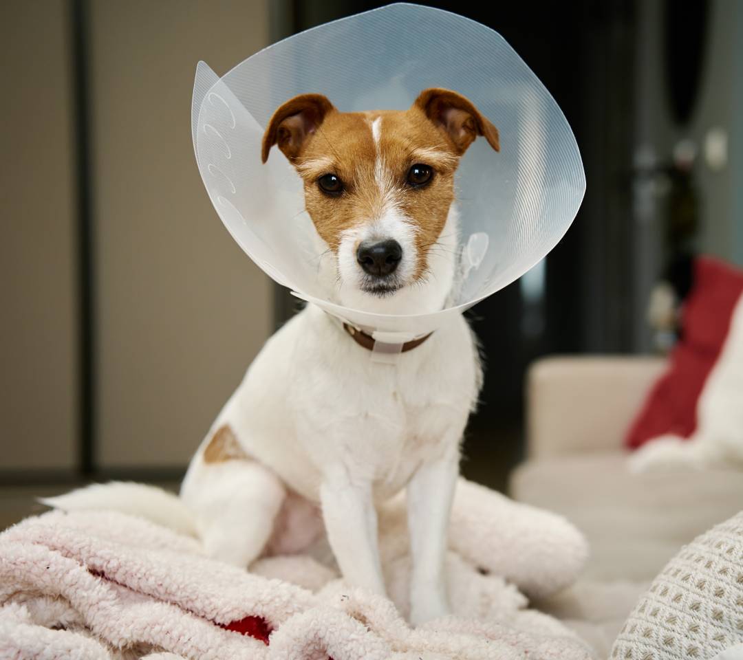 dog-in-rehabilitation-after-surgery-wears-plastic-2024-01-23-16-43-29-utc (1)