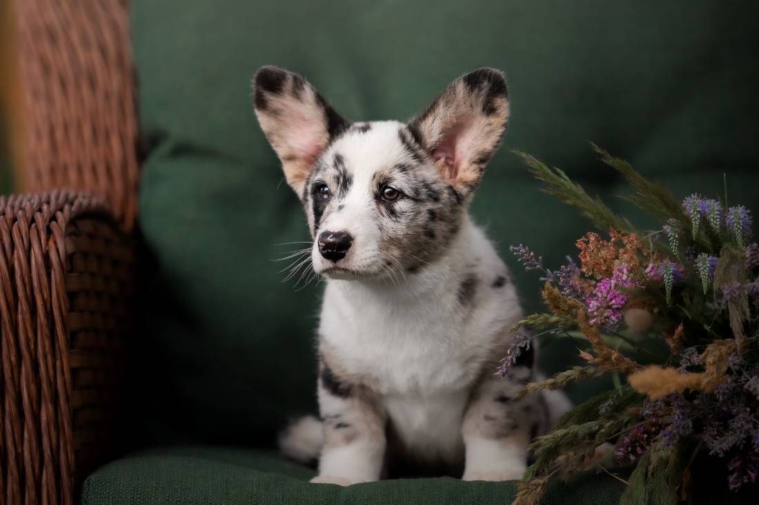 welsh-corgi-cardigan-cute-fluffy-dog-puppy-2023-11-27-05-16-34-utc (1)