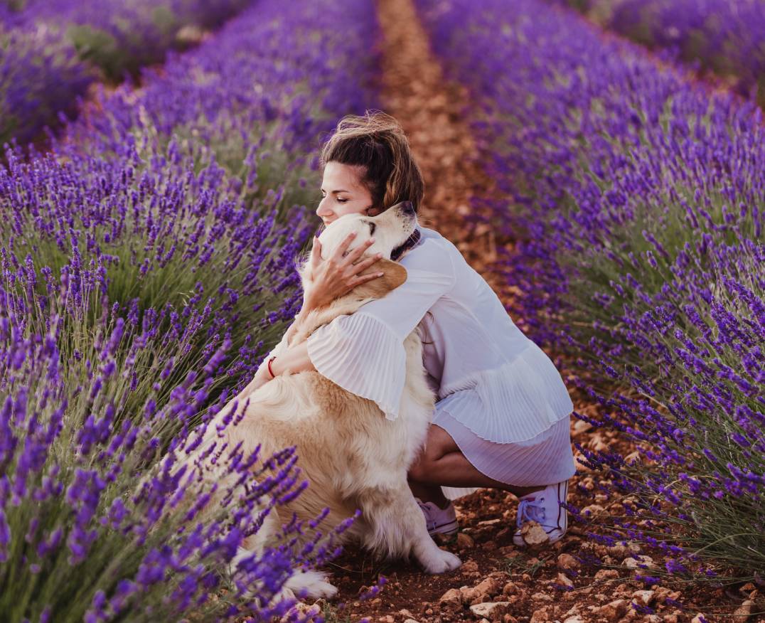 woman-and-golden-retriever-dog-in-purple-lavender-2023-11-27-05-36-25-utc (1)
