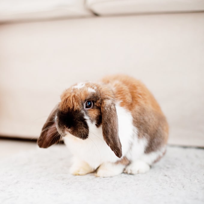 rabbit-2023-11-27-05-05-36-utc (1) (1)