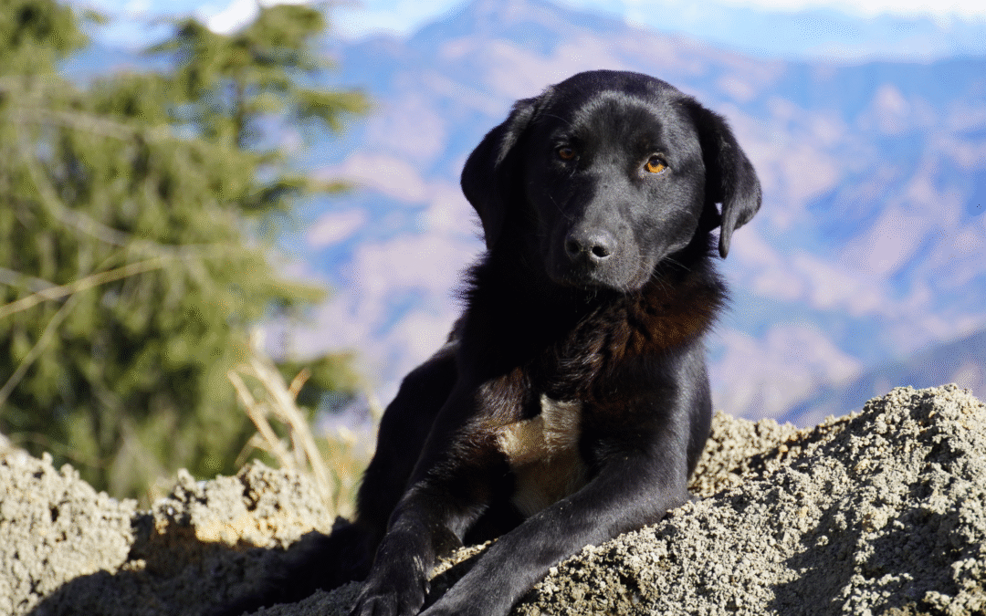 Periodontal Disease in Cats and Dogs