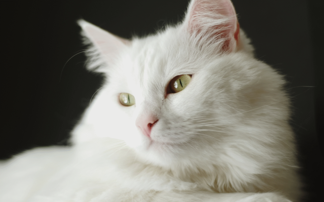 Preventing Feline Leukemia in Fort Myers Cats